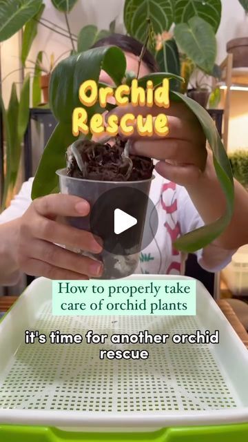 Orchid Repotting Videos, Orchid Care Repotting, Orchards Flowers Orchids, Repotting Orchids How To, How To Take Care Of Orchids Plants, Replanting Orchids, How To Replant Orchids, Orchid Planter Ideas Diy, Orchids Care For Beginners