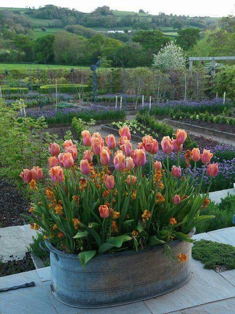 galvanized planter Container Gardening Ideas, Spring Planter, Tulips Arrangement, Tulip Bulbs, Garden Containers, Garden Cottage, Shade Garden, Container Plants, Gardening Ideas