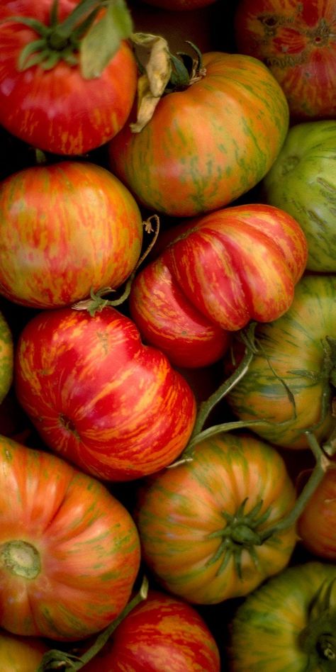 Did you know a half-ripe tomato is a great tomato to buy at the #farmersmarket? Learn why in our guide to shopping for #heirloom tomatoes. Heirloom Tomato Photography, Tomato Photography, Heirloom Tomatoes Varieties, Tomato Varieties, Food Forest Garden, Tips For Growing Tomatoes, Tomato Girl, Tomato Farming, Cherry Tomato Pasta