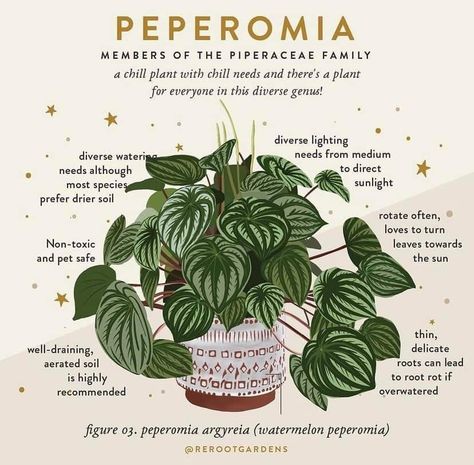 Plants Care, Peperomia Plant, Plant Care Houseplant, Plant Box, Inside Plants, Plant Guide, Bedroom Plants, Plant Aesthetic, House Plants Decor