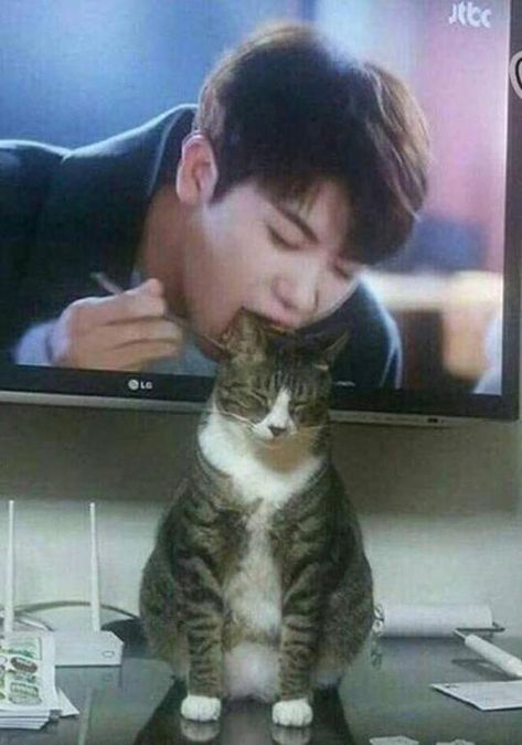 32 Funny Memes & Pics to Add Some Crazy Cheer to Your Day | Team Jimmy Joe Cats Humor, Perfectly Timed Photos, 웃긴 사진, Memes Humor, Perfect Timing, Animal Jokes, Silly Cats, 귀여운 동물, Animal Memes