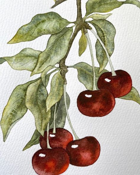 Unger EasyArt on Instagram: "Ripe cherry.. watercolor.. 🍒 Спелые вишни.. акварель.. 🍃 #ungereasyart #watercolorbotanicals #relaxingtime🎨 #ботаническаяиллюстрация #aquarelle #watercolorpainting #botanicalartist #flowerpainting #botanicalillustration #floralwatercolor #botanicalart #botanicalpainting #capturingcolour #botanicalwatercolor #акварель #floralpainting #peinture #inspiredbynature #watercolour #watercolorillustration #акварельнаятехника #watercolorflowers #watercolorartist #botanicals Cherry Watercolor, Watercolor Paintings Nature, Art Tutorials Watercolor, Watercolor Fruit, Fruit Illustration, Watercolor Sketchbook, Art Painting Gallery, Watercolor Painting Techniques, Watercolor Flower Art