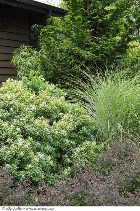 Daphne x transatlantica 'Summer Ice' | Common Name: variegated hybrid daphne | eGardenGo Planting Companions, Miscanthus Morning Light, Ornamental Shrubs, Northwest Garden, Miscanthus Sinensis, Long Blooming Perennials, Growing Peonies, Grass Type, Small Shrubs