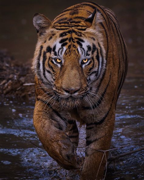 Male tiger, tigre, tigres,taru Tiger,Tadoba reserve Male Tiger, Wild Life, Big Cats, Godzilla, Animal Kingdom, Tigers, Kittens, Universe, Band