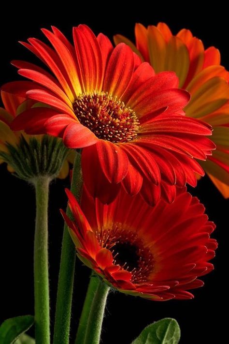 Proven Winners Plants, Gerber Daisies, Gerbera Daisy, Red Flower, Flower Beauty, Beautiful Blooms, Flowers Nature, Flower Photos, Flower Pictures