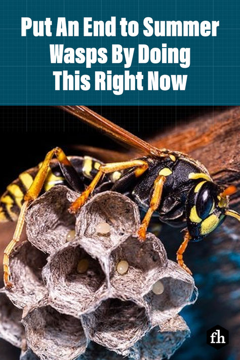 Early spring might not be the time of year you think of these stinging pests, but it should be. #pestcontrol #wasps #summertips #bees Wasp Traps, Lawn Pests, Summer Barbeque, Wasp Nest, Electrical Outlet Covers, Bees And Wasps, Fly Repellant, Spring Family, Fly Traps