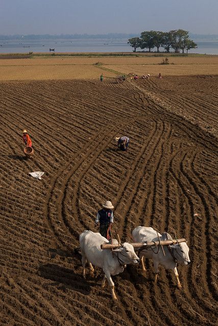 Agriculture, Amarapura | Farmers and bullocks cart, working … | Flickr Amarapura, Tumblr, Agriculture Pictures, Farmer Painting, Agriculture Photography, Bullock Cart, Agriculture Photos, Rural Photography, Army Images