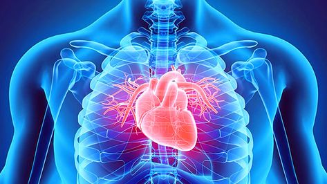 Use Testosterone for Heart Health | T Nation American Heart Month, Heart Month, Heart Anatomy, Chiropractic Adjustment, Heart Illustration, Cardiovascular System, Cardiology, Cardiovascular Health, Good Heart