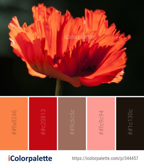 Color palette theme related to close up, flora, flower, Image, macro photography, orange, petal, plant, poppy family, red, wildflower, . Download color palette as Pdf, Adobe swatch and more. Eyeshadow Combinations, Red Color Pallets, Red Color Names, Red Color Combo, Orange Paint Colors, Nude Color Palette, Red Color Combinations, Color Palette Ideas, Colored Pencil Tutorial