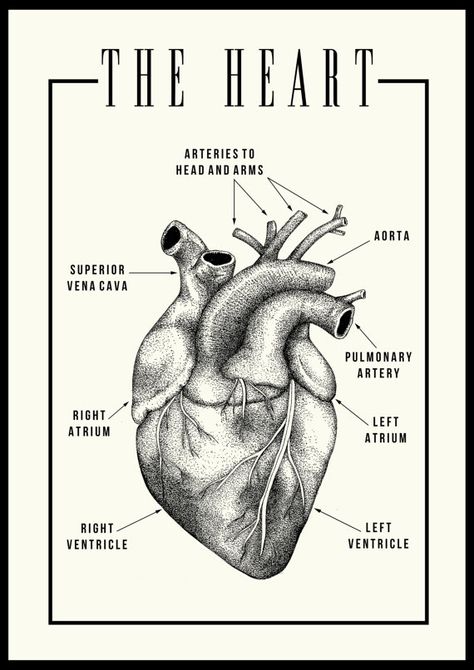 Anatomical Heart Poster, Anatomy Drawing Medical Art Heart, Healthy Heart Aesthetic, Medical Anatomy Art, Medical Anatomy Drawing, Human Heart Photography, Med Drawing, Heart Anatomy Wallpaper, Anatomical Heart Wallpaper