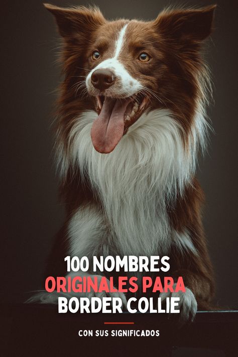 Nombres para Border Collie Small Male Dog Names, Border Collie Colours, Cute Border Collie Names, Tri Border Collie, Tri Color Border Collie, Border Collie Mix, Blue Merle, Aesthetic Things, Border Collies