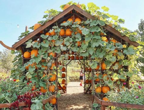 Garden Board, Edible Gardening, Best Pumpkin Patches, Dreamy Garden, Pumpkin Patches, Fall Decor Ideas, Veg Garden, Best Pumpkin, Vegetable Garden Design