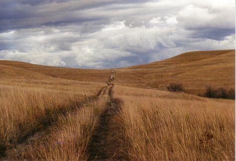 Konza Prairie public hiking trail, near Manhattan, Kansas. A must-do if you're in the area. Nature, Kansas Nature, Kansas Scenery, Konza Prairie, Tallgrass Prairie, Manhattan Kansas, Pure Country, Flint Hills, Kansas Usa