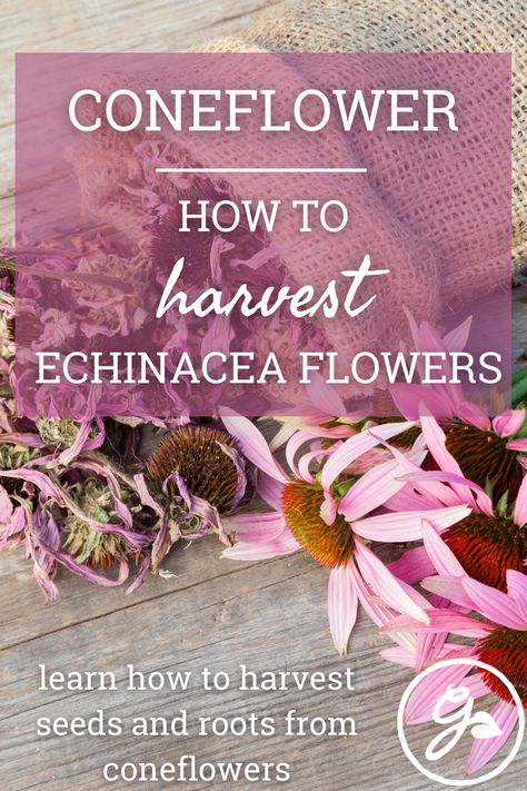 Nature, How To Harvest Echinacea, How To Use Echinacea Plant, How To Harvest Seeds From Flowers, Drying Echinacea, Echinacea Recipes, Echinacea Salve, Harvesting Echinacea, Harvest Echinacea