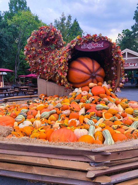 Harvest Festival Food, Pumpkin Patch Ideas, Pumpkin Spice Milkshake, Pumpkin Tree, Fun Halloween Treats, Harvest Fest, Patch Ideas, Giant Pumpkin, Pumpkin Display