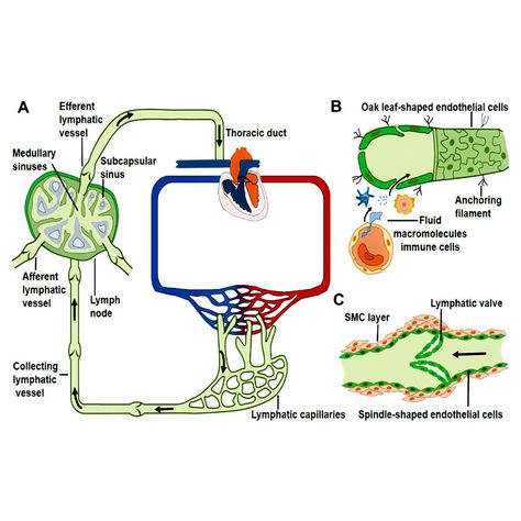 Muscle Cell, Thoracic Duct, Lymph Flow, Lymph Node, Lymph Vessels, Lymph Fluid, Detox Your Liver, Learning Poster, Human Body Systems