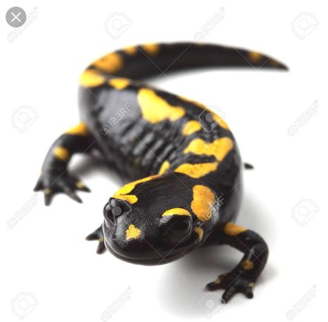 Reptiles And Amphibians, Endangered Species, Fire Salamander, Tiger Salamander, Tortoise Table, Power Animal, White Stock, White Image, Animals Of The World