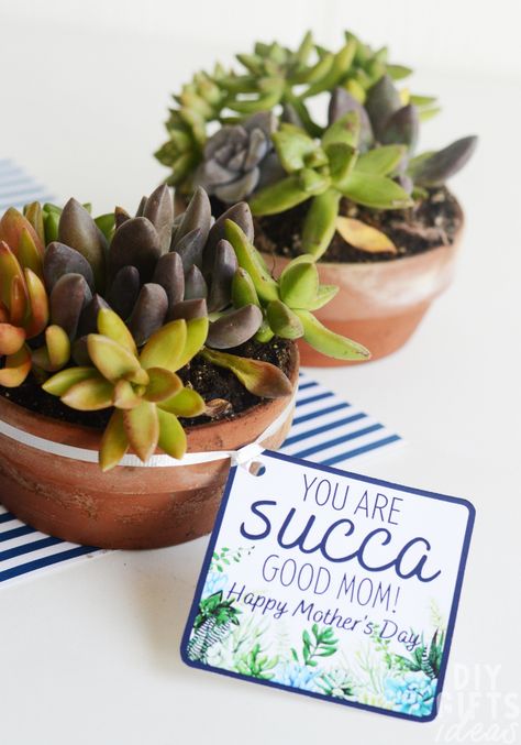 Beautiful succulents in clay pots with a free printable gift tag that says "You are succa good mom! Happy Mother's Day!" Mother's Day Gift Ideas For Friends, Mother’s Day Succulent Craft, Mother’s Day Plant Gift Ideas, Mothers Day Succulent Gifts, Mothers Day Plant Gifts, Small Mothers Day Gift Ideas, Succulent Gift Ideas, Succulent Crafts, Events Coordinator