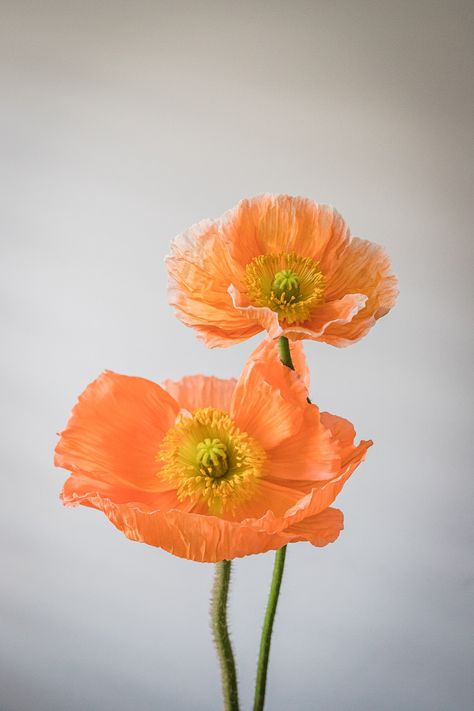 Whether adorning a landscape, enhancing an arrangement or soothing the soul, Iceland poppies are a true gift from nature. Learn more about these beautiful, unique blooms in our latest blog. Iceland Poppy Flower, Icelandic Poppies Bouquet, Islandic Poppies, Garden Core, Iceland Poppies, Icelandic Poppy, Flower References, Icelandic Poppies, Orange Poppies