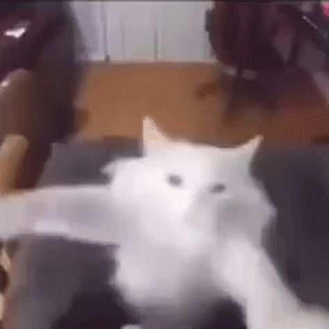 Dancing Cat Gif, White Cat Meme, Happy Cat Gif, Dancing Meme, Cat Dancing, Cat Dance, Cat Animated, Meme Gifs, Free Gif