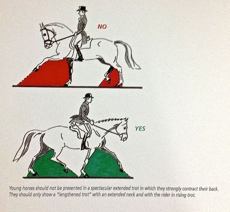 "Extended trot should not be included in the program of horses that are not yet advanced in their collected work and should be banned from presentations of young horses." ~ Philippe Karl Horse Biomechanics, Horse Training Exercises, Horse Markings, Horse Lessons, Horse Information, Healthy Horses, Horse Exercises, Reining Horses, Horse Care Tips