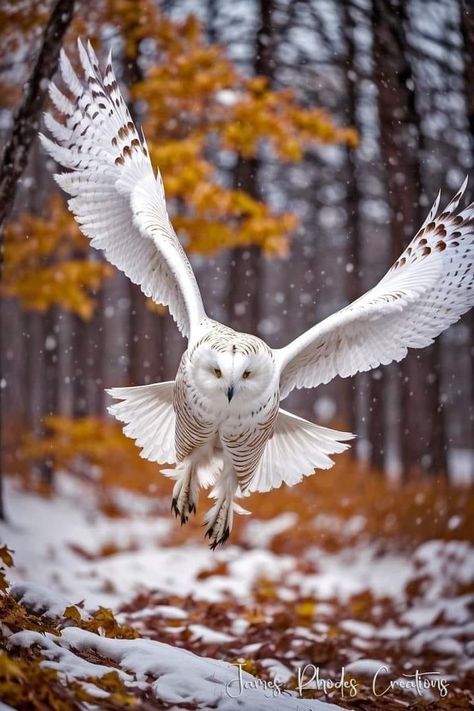 Regnul Animal, Owl Photography, Owl Artwork, Owl Images, Wild Animals Pictures, Owl Photos, Owl Pictures, Beautiful Owl, Snowy Owl