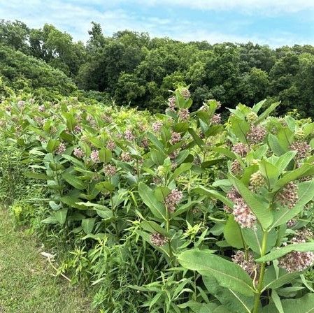 common milkweed plants Permaculture Guilds, Milkweed Garden, Common Milkweed, Milkweed Flower, Yard Inspiration, Milkweed Plant, Perennial Bulbs, Monarch Butterflies, Buy Plants