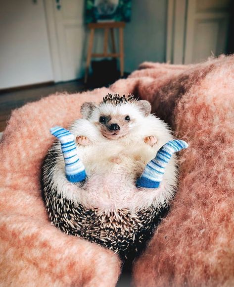 Hedgehog with socks! Landak Mini, Regnul Animal, Cele Mai Drăguțe Animale, Psy I Szczenięta, Söt Katt, Baby Animals Pictures, Animale Rare, Cuddly Animals