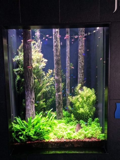 Aesthetic Fishing, Fish Tank Ideas, Fish Aesthetic, Fish Aquarium Decorations, Fish Tank Themes, Fish Tank Terrarium, Amazing Aquariums, Cool Fish Tanks, Fish Tank Design