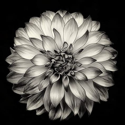 Amazon.com: Flower Photography, The Dahlia Project - 24, Dahlia, Fine Art Photography, Black and White Photography, Blossom, Garden, Nature, Monochrome, Wall Art, Home Decor, Zen, Ethereal : Handmade Products Dahlia Flower Tattoos, Dalia Flower, Dahlia Tattoo, Flor Tattoo, Flowers Black And White, Flowers Black, Black And White Flowers, Dahlia Flower, Photography Prints