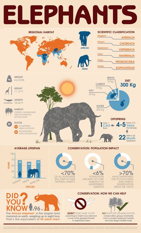 This pin contains animal infographics which have inspired me within my work for Unit 50. All About Elephants, Animal Infographic, Elephant Facts, Save The Elephants, Asian Elephant, Elephant Lover, Elephant Love, Endangered Animals, Animal Facts