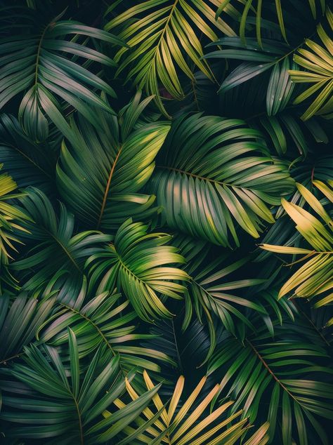 Close Up Of Palm Tree Fronds In A Tropical Setting Collage, Palm Trees, The Close, Palm Tree, Free Stock Photos, Close Up, Royalty Free Stock Photos, For Free, Stock Photos