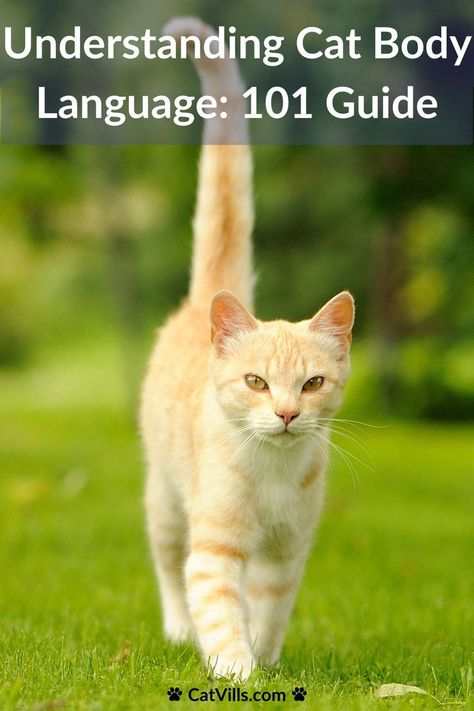 Explore the fascinating world of cat body language. Learn how to interpret your kitty's signals and strengthen your bond! Cat Body Language, Cat Behavior Facts, Cat Language, Cat Body, Cat Hacks, Angry Cat, Pet Wellness, Cat Training, Cat Behavior