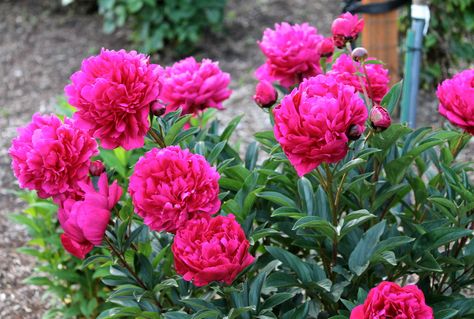 Photo of Chinese Peony (Paeonia lactiflora 'Kansas') uploaded by ARUBA1334 Lambs Ear Plant, Hot Pink Peonies, Stachys Byzantina, Perennial Ground Cover, Planting Peonies, Paeonia Lactiflora, Peony Root, Bright Sunshine, Peonies And Hydrangeas