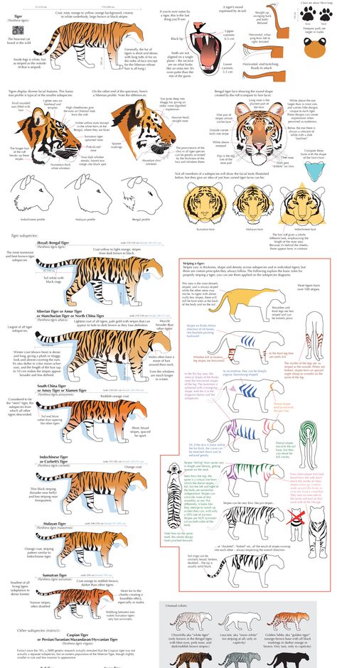 Feline Anatomy, Tiger Sketch, Tiger Drawing, Cat Anatomy, Animal Illustration Art, Cat Reference, Animal Study, Cat Pose, Types Of Animals