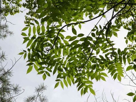 Nature, Green Ash Tree, Morel Mushrooms, Slim Tree, Mountain Ash, Ash Tree, Green Ash, Black Ash, Tree Care