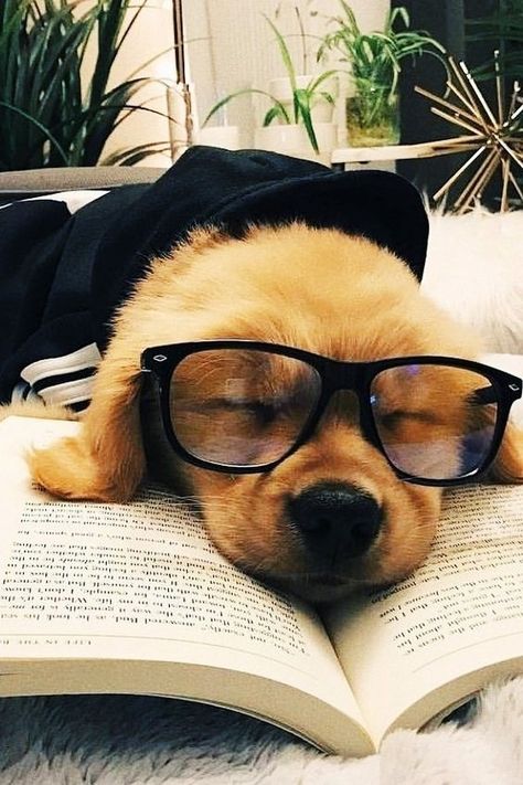 A puppy sleeping and reading a book with glasses 😍❤️😁 Tumblr, Perros Golden Retriever, Cute Nerd, Cutee Animals, Welcome To My Youtube Channel, Dog With Glasses, Cute Dogs Images, Golden Puppy, Sleeping Puppies