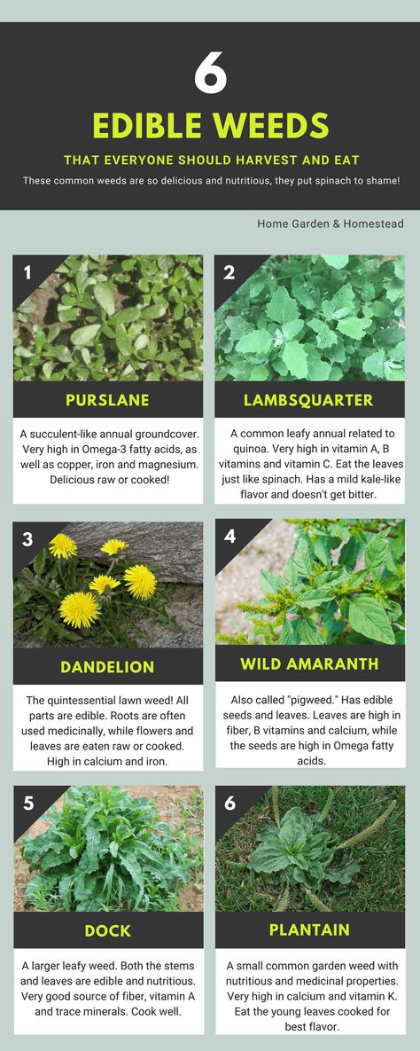 Common Garden Weeds, Medicinal Wild Plants, Medicinal Weeds, Edible Weeds, Wild Foraging, Wild Food Foraging, Medicinal Herbs Garden, Edible Wild Plants, Medical Herbs