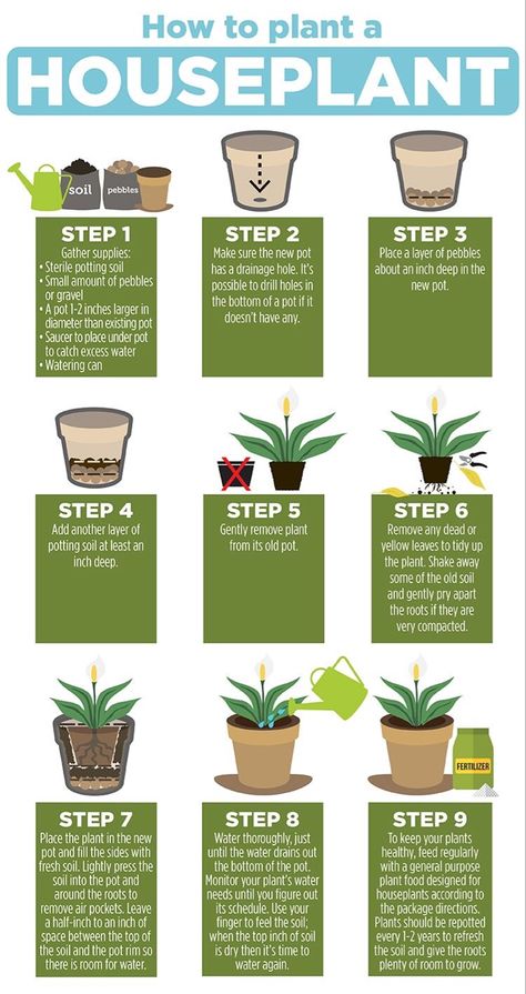 Plant Mama, نباتات منزلية, Household Plants, Plant Care Houseplant, Plant Parent, Plant Hacks, Garden Life, Inside Plants, Growing Plants Indoors