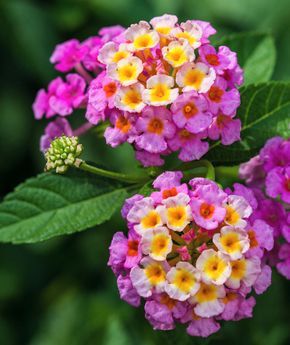 Lantana | Two experts share their favorite drought-tolerant plants that will make your life easier (and help you save water)! Hearty Plants For Landscaping, Flowers To Plant Together, Plants For Zone 9b, Drought Tolerant Flowers, Flowers That Attract Butterflies, Multi Color Flowers, Low Water Plants, Drought Resistant Plants, Drought Tolerant Garden