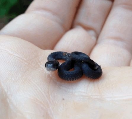 This tiniest snake in the whole wide world: | 23 Animal GIFs That Should Be World Famous Baby Snakes, Cute Reptiles, Cute Snake, Beautiful Snakes, Pet Snake, Black Snake, 웃긴 사진, Baby Animals Funny, Cute Creatures