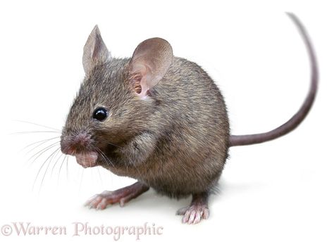 Mausam Shayari, Getting Rid Of Mice, John Russell, Mouse Photos, Mouse Pictures, Mouse Drawing, Pet Mice, Mouse Rat, House Mouse