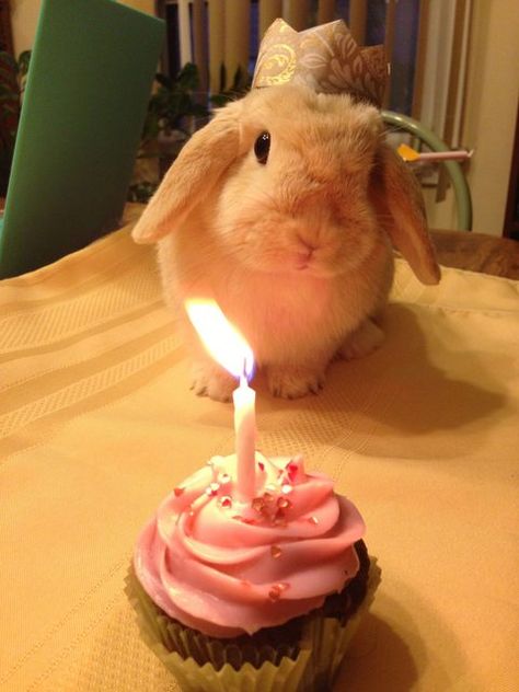 Bunny birthday! (Next month is her first Birthday! I am SO excited!!! It makes me want to cry!!) Birthday, A Bunny, Cupcake, A Small