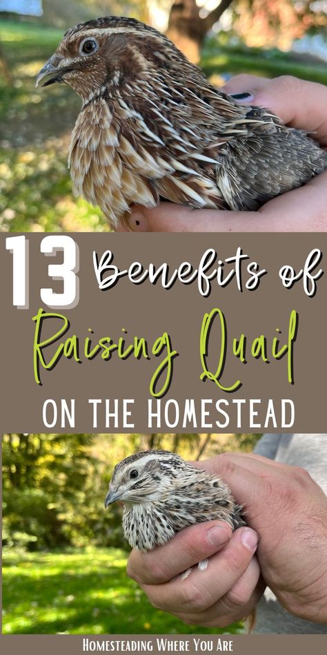 Are you wondering if raising quail has any benefits on the homestead? Quail are great additions to your suburban homestead, whether you want to raise them for quail eggs or a sustainable meat source. They have a lower upstart cost; creating a quail house is cheaper than a chicken coop. Keep reading to find out why you should raise quail. Quail Eggs Benefits, Quail House, Raise Quail, Quail Coop, Hatching Chickens, Raising Quail, Backyard Chicken Farming, Homestead Farm, Urban Farmer