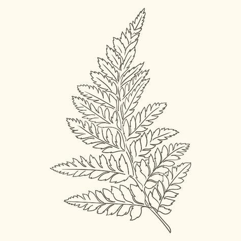 Free vector hand drawn fern outline illu... | Free Vector #Freepik #freevector #outline #line-art #minimal-illustration #hand-drawn-illustration Ferns Drawing Simple, Fern Graphic Design, Fern Line Art, Fern Outline Tattoo, Fern Line Drawing, Fern Outline, Fern Leaf Drawing, Ferns Drawing, Fern Drawing