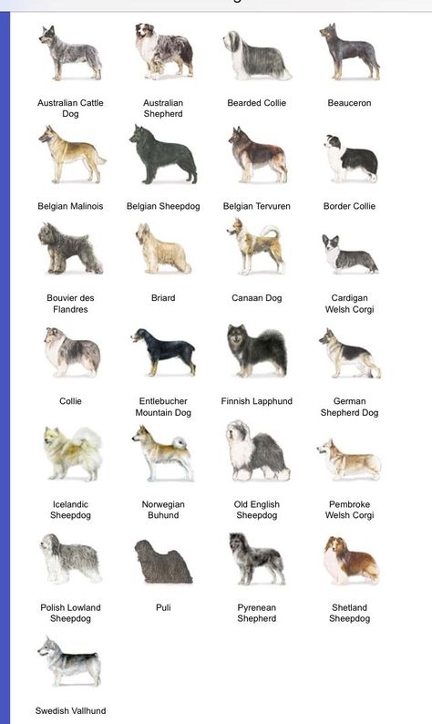 Smart Dog Breeds, Dog Breeds Chart, Dog Chart, Herding Dogs Breeds, Dog Breeds List, Breeds Of Dogs, Dangerous Dogs, Farm Dogs, 강아지 그림