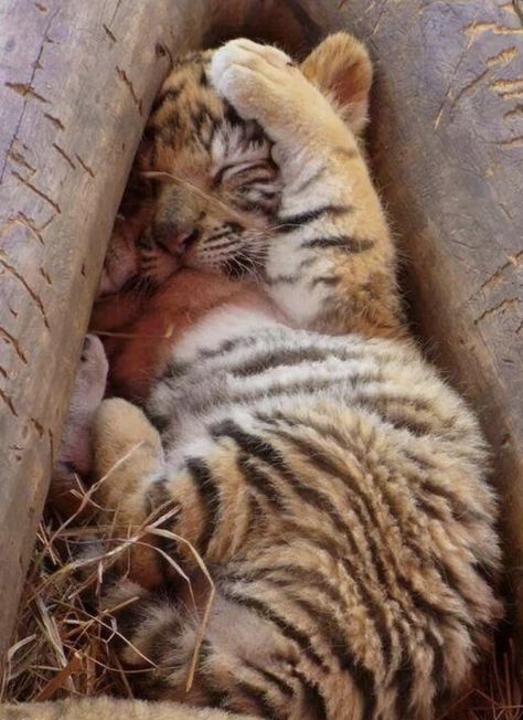 Animal Kingdom Crazy Nature, Baby Tigers, Quotes Light, Crafts Animals, Aesthetic Forest, Animals Pictures, Photography Makeup, Tiger Cub, Bengal Tiger