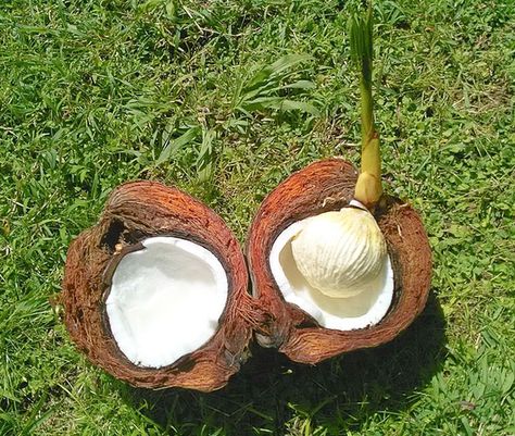 How To Grow Coconut Palm Tree (Cocos nucifera) Coconut House, Palm Tree Types, Tree Life Cycle, Florida Palm Trees, Coconut Flower, Tree Types, Space Plants, Fruit Nutrition, Nut Trees