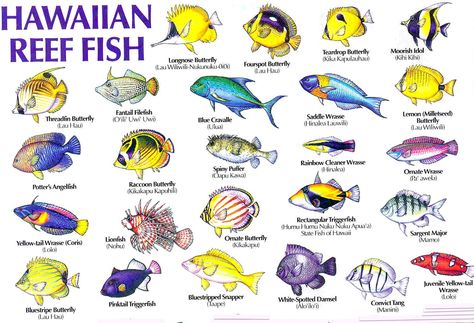 Hawaii Reef Fish guide with Hawaiian names #1 | Aloha Joe blog Fish Names, Sea Life Wallpaper, Fish Chart, Hawaiian Names, Reef Fish, Salt Water Fish, Saltwater Tank, Marine Fish, Reef Tank