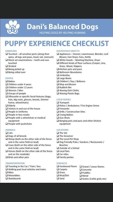 It's important to teach your dog how to lay down before asking them to do so to avoid accidents. Here are some tips to help you get started with dog training on how to teach your dog to lay down. Dog Training Checklist, Puppy Training Checklist, Dog Training Schedule Planner, Dog Training Plan, Doberman Puppy Training, Puppy Schedule, Behavior Tips, Puppy Training Schedule, New Puppy Checklist